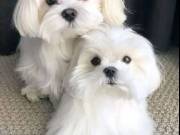 Buy Best Puppies from Pure Breed