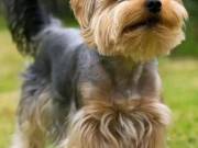 Pure Breed Puppies | The Best Ever