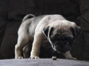 FAWN PUGS READY TO GO