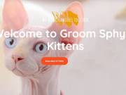 GROOM SPHYNX KITTENS