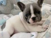 Frenchies Available 