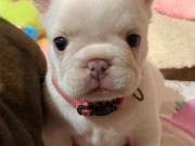 Cream frenchies puppies