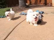 Two Top Class Maltese Puppies Available