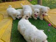4 Teacup Maltese Puppies Needs a New Family