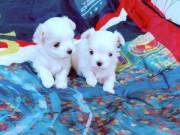 Home Raised Maltese Puppies