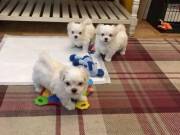 4 Healthy Maltese Puppies