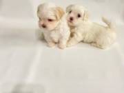 Magnificent Maltese puppies