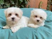 Adorable Pedigree Maltese Puppies (734) 335-0571