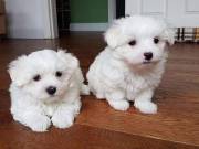 Beautiful White Maltese Puppies Available