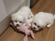 Beautiful White Maltese Puppies Available