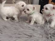 Top Class Maltese Puppies Available