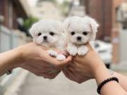 Super Adorable Maltese Puppies $300.00