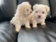 Summer Puppies Ready for New Family