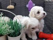 Pedigree Maltese Puppies