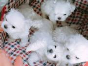 Home Raised Maltese Puppies