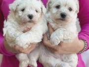 Male and Female Maltese Puppies