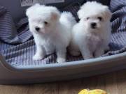 Healthy Maltese Puppies