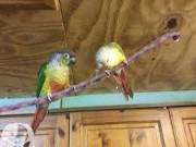 Tame Conures for adoption