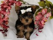 lovely yorkie ready to go