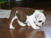 Healthy English Bulldog Puppies for Rehoming