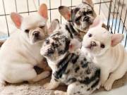 AKC quality French Bulldog 501 401 5770