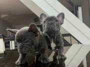 Full AKC reg French Bulldogs Pups. TEXT 501 401 5770