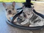 Four  Healthy Frenc Bulldog Puppies. TEXT 501 401 5770