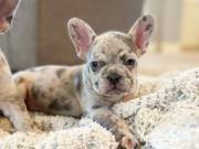 Beautiful English Bulldog Pups. Text or call 501 401 5770