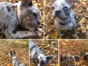 AKC French Bulldog puppies 