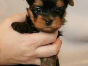 Very cuddly Yorkie puppies-for-sale 