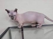GROOM SPHYNX KITTENS