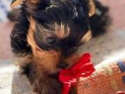 Lovely Teacup Yorkie puppies for sale
