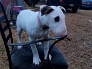 Adorable Male and Female Bull Terrier Puppies Available