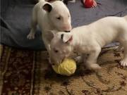 Bull Terrier Puppies 