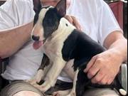 Teirwgwyn Bull Terriers
