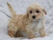 Toy Maltipoo Puppies for adoption