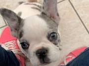 Female French Bulldogs Available 