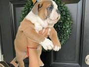 English Bulldog Puppy