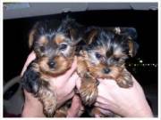 Beautiful AKC Yorkie puppies Sire is small and DNA tested.