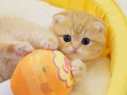 potty trained  munchkin kittens