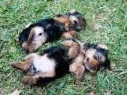 T-cup Yorkies