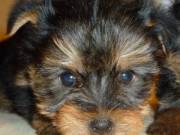 Yorkshire terrier male pup for sale