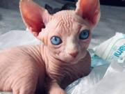 Adorable Sphynx Kittens