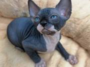 ***********Incredible Sphynx Kittens For Home Adoption*****************