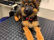 AKC German Shepherd puppies for adoption