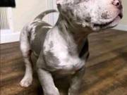 American Pit Bull Terrier