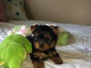 Amazing Tiny Baby Face Teacup Yorkie Puppies