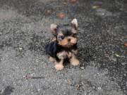 2 Yorkies For Adoption 
