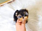 Two adorable 10 week old puppies Morkie & Yorkie puppies. Call/Text +1(530) 285-4503