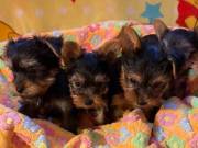 Adorable YORKIE Puppies ready for their forever homes